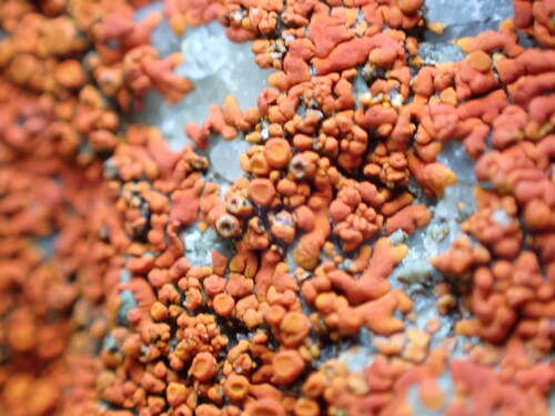 iNaturalist observation photo of Flame Firedot Lichen