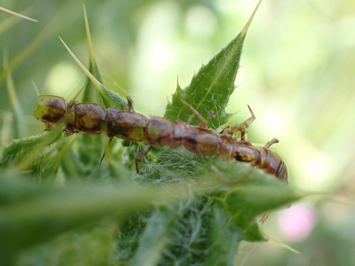 iNaturalist observation photo of Pseudolithobius megaloporus