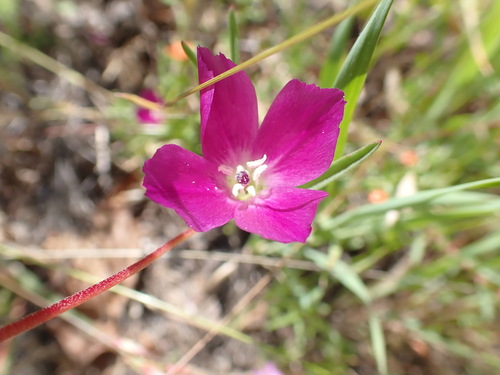 iNaturalist observation photo of Winecup Clarkia