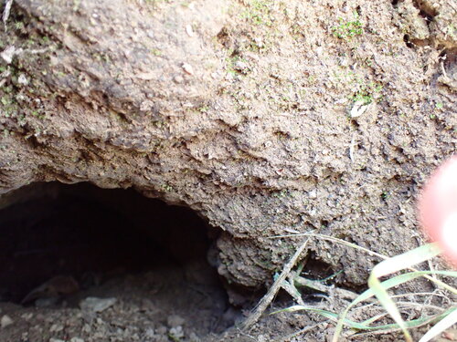 iNaturalist observation photo of American Badger