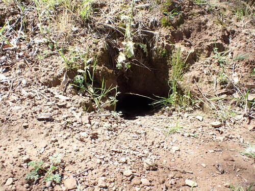 iNaturalist observation photo of California Ground Squirrel
