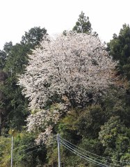 Prunus jamasakura
