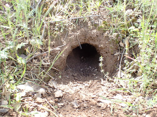 iNaturalist observation photo of North American Rock Squirrels