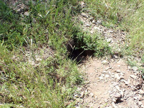 iNaturalist observation photo of California Ground Squirrel