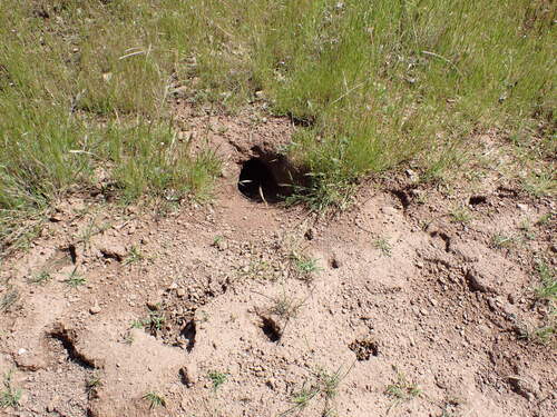 iNaturalist observation photo of American Badger