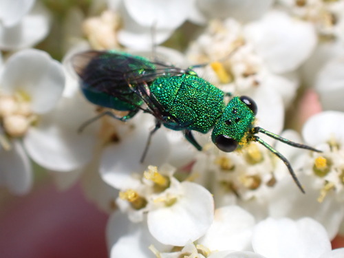 iNaturalist observation photo of Chrysidini