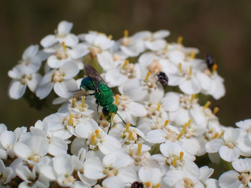 iNaturalist observation photo of Chrysidini