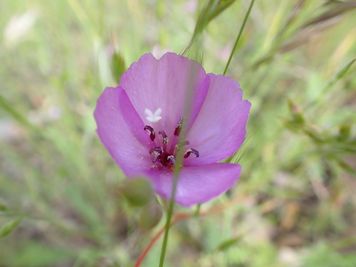 iNaturalist observation photo of slender clarkia