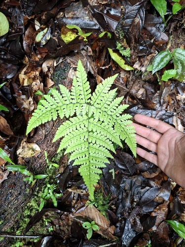 Dryopteris dicksonioides observed 2026-04-25