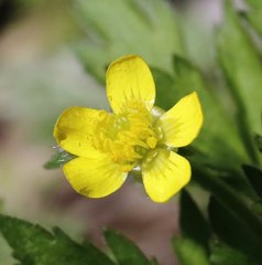 Ranunculus cantoniensis