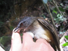 Malacocincla sepiaria