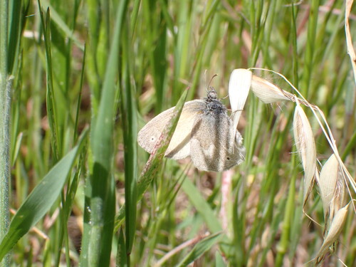 iNaturalist observation photo of Common Ringlet