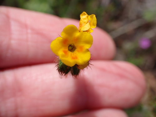 iNaturalist observation photo of bent-flowered fiddleneck