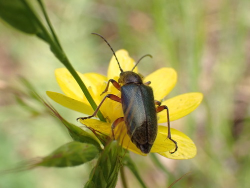 iNaturalist observation photo of Brachysomida californica