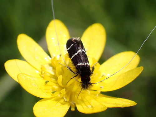 iNaturalist observation photo of Three-striped Longhorn