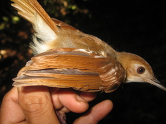 Pellorneum bicolor