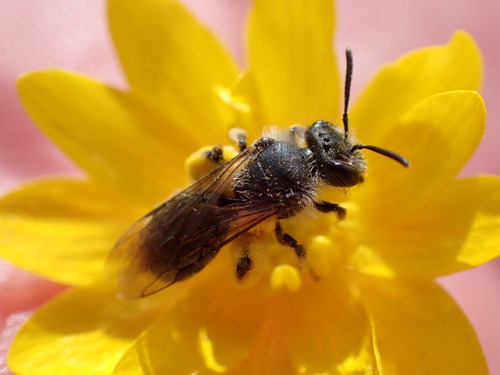 iNaturalist observation photo of Diandrena
