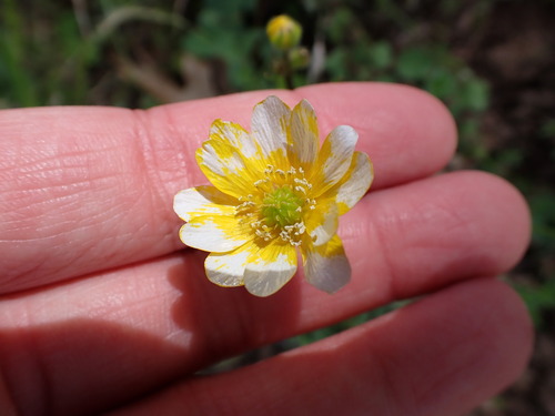 iNaturalist observation photo of California buttercup