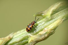 Crioceris bicruciata