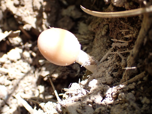 iNaturalist observation photo of Fungi Including Lichens