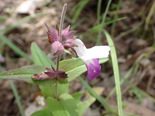 iNaturalist observation photo of Purple Chinese Houses