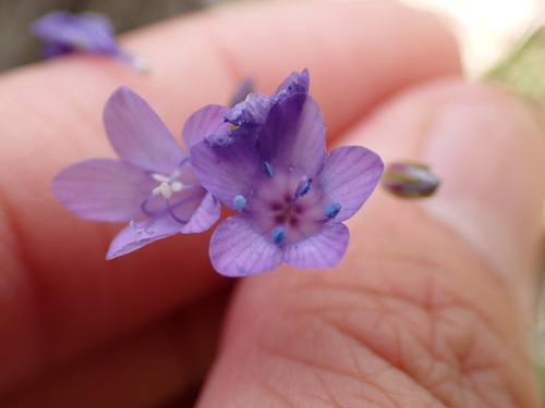 iNaturalist observation photo of California gilia