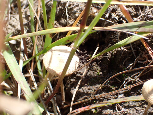 iNaturalist observation photo of Common Fieldcap