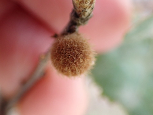 iNaturalist observation photo of Burnettweldia washingtonensis