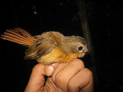 Cyornis superbus