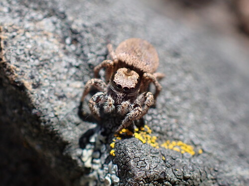 iNaturalist observation photo of Oregon Paradise Spider