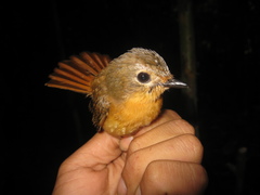 Cyornis superbus