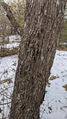 Ostrya virginiana image