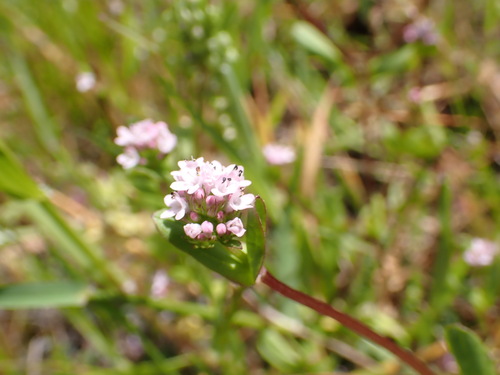 iNaturalist observation photo of shortspur seablush