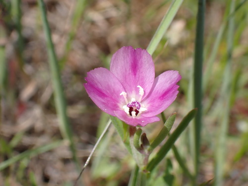 iNaturalist observation photo of Winecup Clarkia