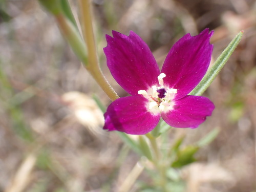 iNaturalist observation photo of Clarkias