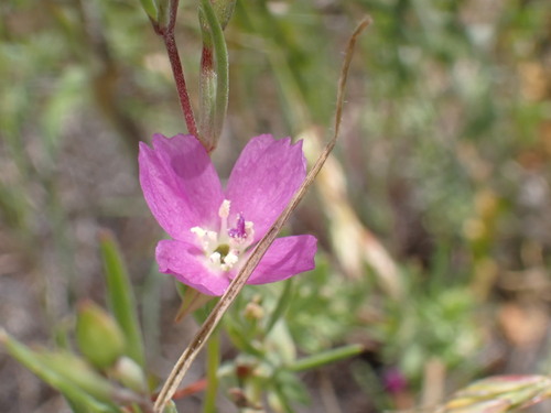 iNaturalist observation photo of Chaparral Clarkia