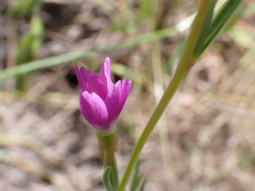 iNaturalist observation photo of Clarkias
