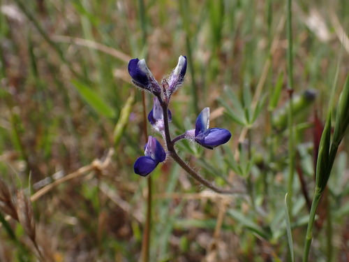 iNaturalist observation photo of Miniature Lupine