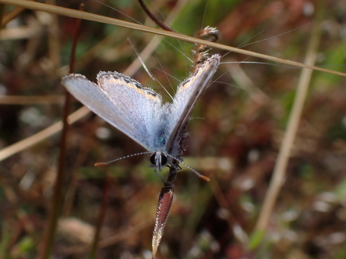 iNaturalist observation photo of Acmon Blue