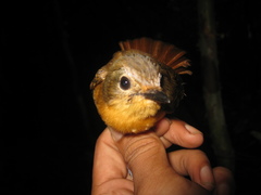 Cyornis superbus