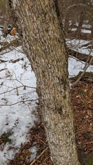 Ostrya virginiana image
