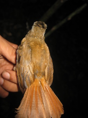 Cyornis superbus