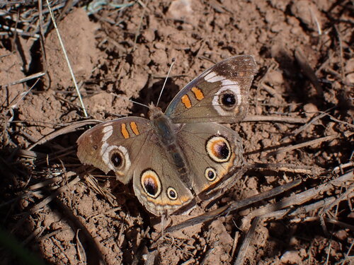 iNaturalist observation photo of Gray Buckeye
