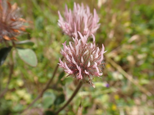 iNaturalist observation photo of Rose Clover