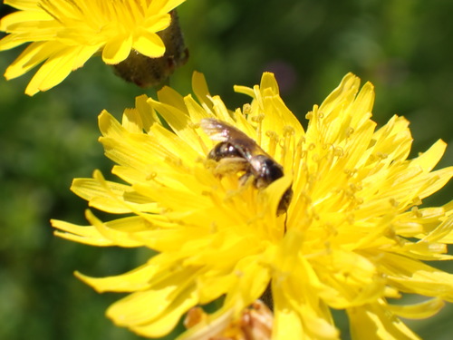 iNaturalist observation photo of Panurginus