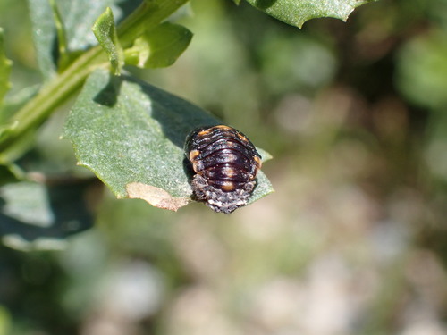 iNaturalist observation photo of Asian Lady Beetle