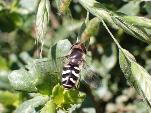 iNaturalist observation photo of White-bowed Smoothwing