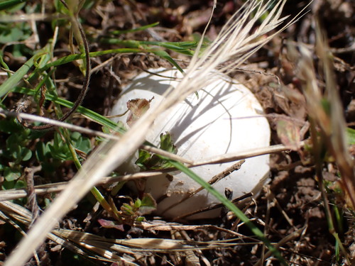 iNaturalist observation photo of puffballs