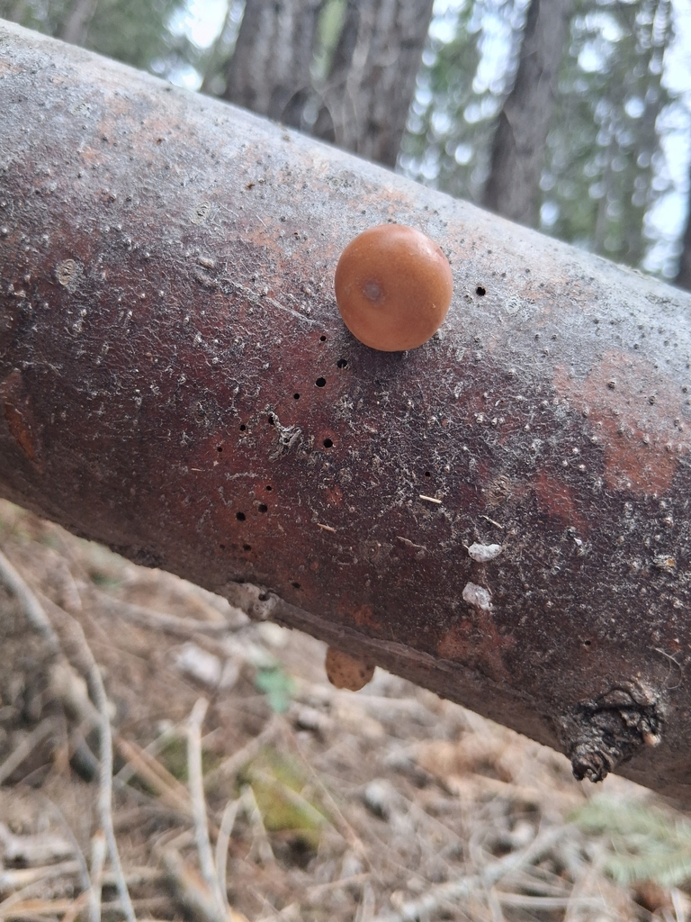 Cryptoporus volvatus · April 2026 · photo: © mrs_mushi (iNaturalist, cc-by)