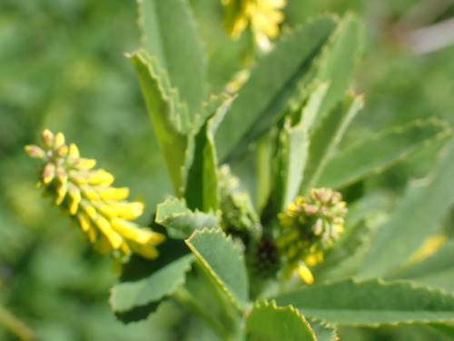 iNaturalist observation photo of small melilot